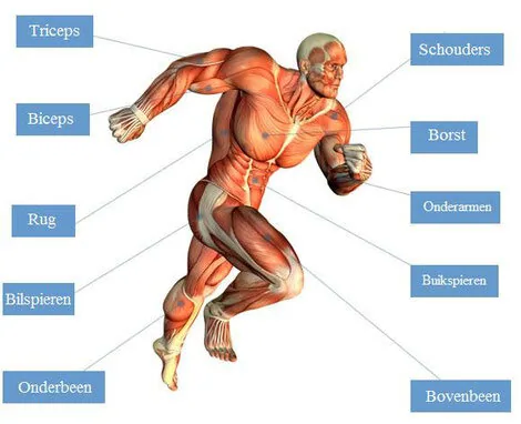 human body amersfoort bjj.jpg