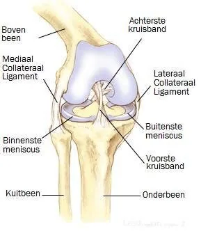 Knie BJJ.jpg